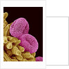 Pollen of a Geranium by Anonymous