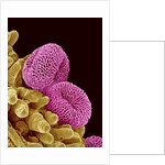 Pollen of a Geranium by Anonymous