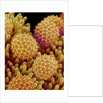 Pollen on pistel of Morning glory by Anonymous