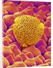 Pollen of a Geranium by Anonymous