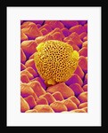 Pollen of a Geranium by Anonymous