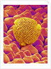 Pollen of a Geranium by Anonymous