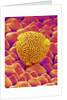 Pollen of a Geranium by Anonymous