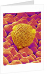 Pollen of a Geranium by Anonymous