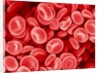 Human Red blood cells by Anonymous