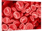 Human Red blood cells by Anonymous