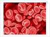 Human Red blood cells by Anonymous