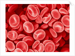 Human Red blood cells by Anonymous