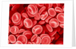 Human Red blood cells by Anonymous