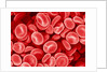Human Red blood cells by Anonymous