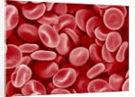 Human Red blood cells by Anonymous