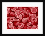 Human Red blood cells by Anonymous