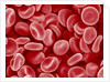 Human Red blood cells by Anonymous