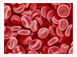 Human Red blood cells by Anonymous