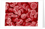 Human Red blood cells by Anonymous