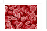 Human Red blood cells by Anonymous
