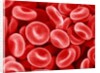 Human Red blood cells by Anonymous