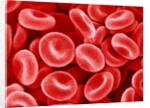 Human Red blood cells by Anonymous