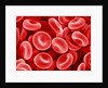 Human Red blood cells by Anonymous