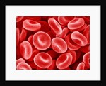 Human Red blood cells by Anonymous