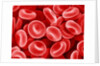 Human Red blood cells by Anonymous