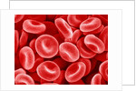 Human Red blood cells by Anonymous
