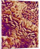 Small intestine of a rabbit by Anonymous