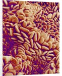 Small intestine of a rabbit by Anonymous