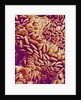 Small intestine of a rabbit by Anonymous