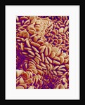 Small intestine of a rabbit by Anonymous
