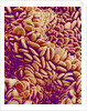 Small intestine of a rabbit by Anonymous