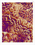 Small intestine of a rabbit by Anonymous