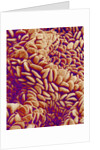 Small intestine of a rabbit by Anonymous