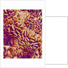 Small intestine of a rabbit by Anonymous