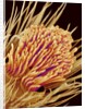Hairs on the tip of the leg of a spider by Anonymous