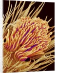 Hairs on the tip of the leg of a spider by Anonymous