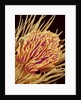 Hairs on the tip of the leg of a spider by Anonymous