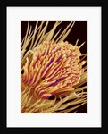 Hairs on the tip of the leg of a spider by Anonymous