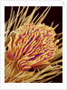 Hairs on the tip of the leg of a spider by Anonymous