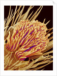 Hairs on the tip of the leg of a spider by Anonymous