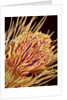 Hairs on the tip of the leg of a spider by Anonymous