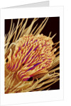 Hairs on the tip of the leg of a spider by Anonymous