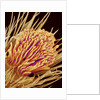 Hairs on the tip of the leg of a spider by Anonymous