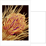 Hairs on the tip of the leg of a spider by Anonymous