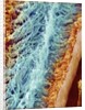 Sperm in rat testes by Anonymous