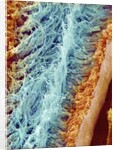Sperm in rat testes by Anonymous