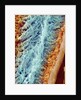 Sperm in rat testes by Anonymous