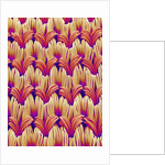 Cloth of women's underwear by Anonymous