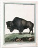 Le Bison illustration by Anonymous