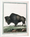Le Bison illustration by Anonymous